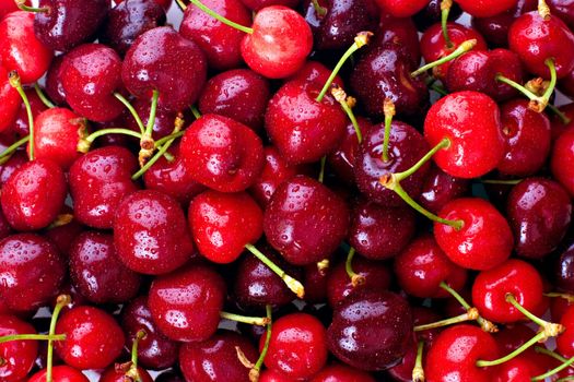 Red cherries, with water droplets.