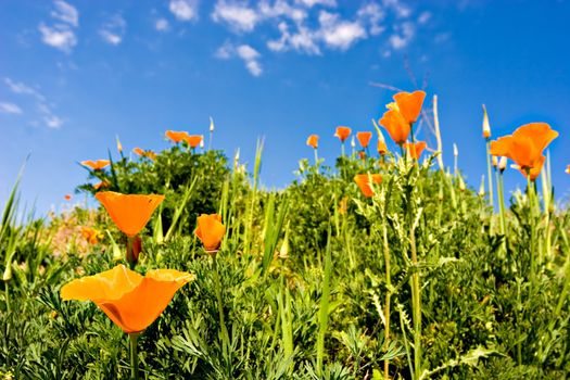 Orange poppies on a green field and a beautiful blue sky