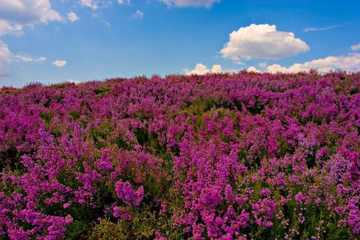 Beautiful purple field, with blue sky and fluffy cloud