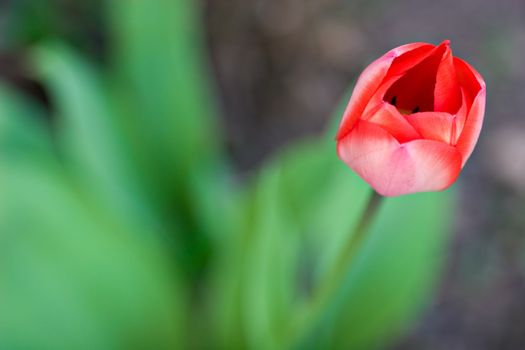 Extreme close-up of a red tulip. Very shallow depth of field.