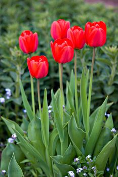 A bunch of red tulips in a garden.