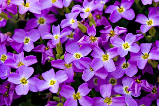 A background of violet flowers.