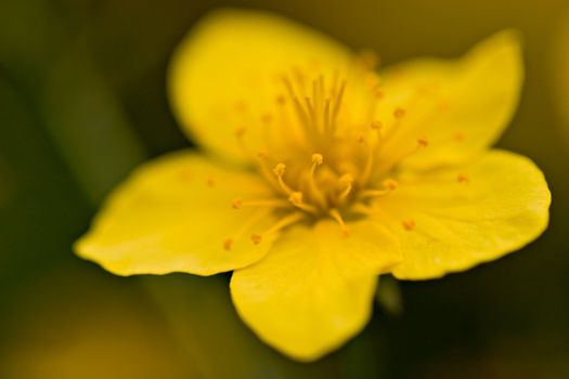 Exteme close-up of a yellow flower. Very shallow depth of field.