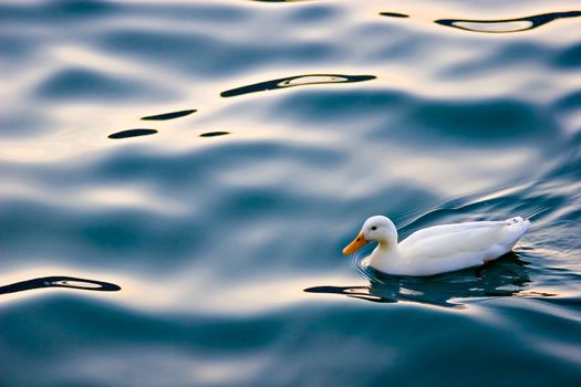 Cute white duck swimming on a lake's calm waters.