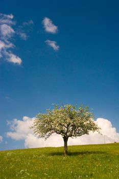 A tree in bloom on a green flowered field with blue sky and fluffy clouds