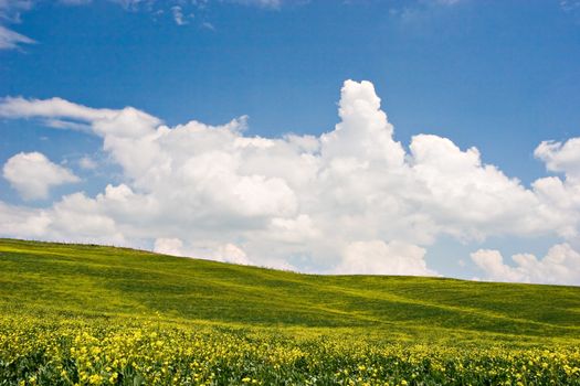 Landscape : Green field with yellow flowers, blue sky and big white fluffy clouds. Tuscany, Italy