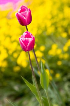 Two tulips in a garden with vivid colors.