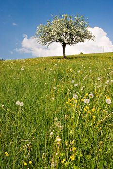 A tree in bloom on a green flowered field with blue sky and fluffy clouds