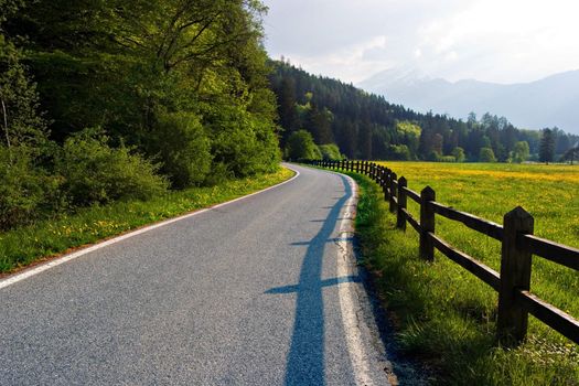 A country road next to a yellow flowered field in Switzerland