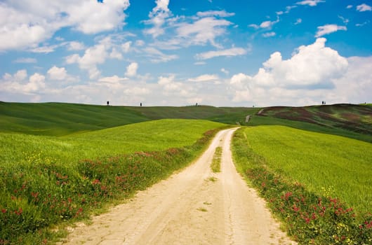 A country road on a flowered meadow in Italian Tuscany.