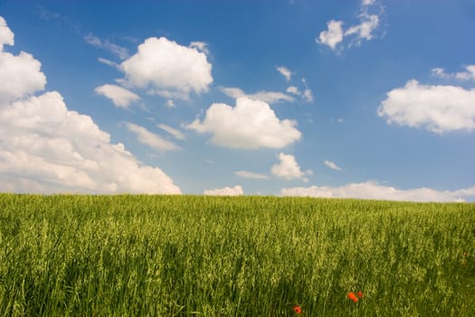 Landscape : Green field, blue sky and big white fluffy clouds. Tuscany, Italy