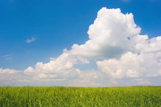 Landscape : Green field, blue sky and big white fluffy clouds. Tuscany, Italy