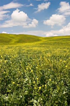 Landscape : Green field with yellow flowers, blue sky and big white fluffy clouds. Tuscany, Italy