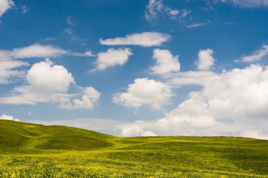 Landscape : Green field with yellow flowers, blue sky and big white fluffy clouds. Tuscany, Italy