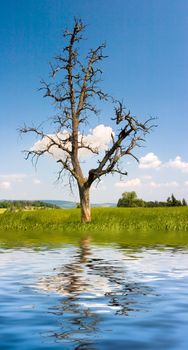 A nude tree on a green field with blue sky and fluffy clouds reflected on water