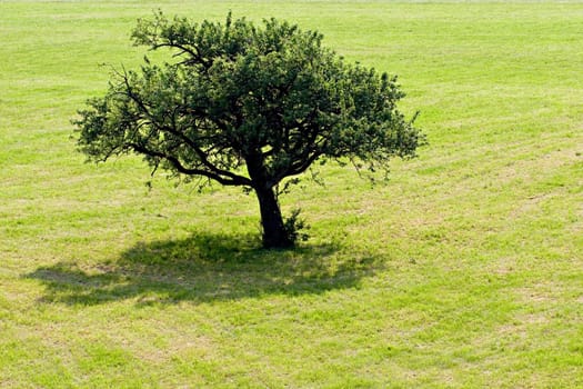 A tree on a grass field