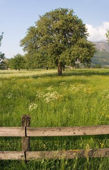 A tree in bloom on a green flowered field with blue sky and a fence