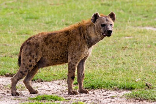 A spotted hyena. Amboseli National Park, Kenya