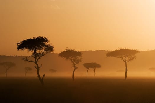 A beautiful sunset at Massai Mara, Kenya.