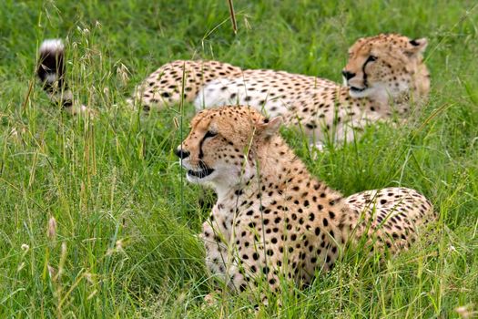 Two cheetahs (acinonyx jubatus) laying down on grass. Massai Mara, Kenya