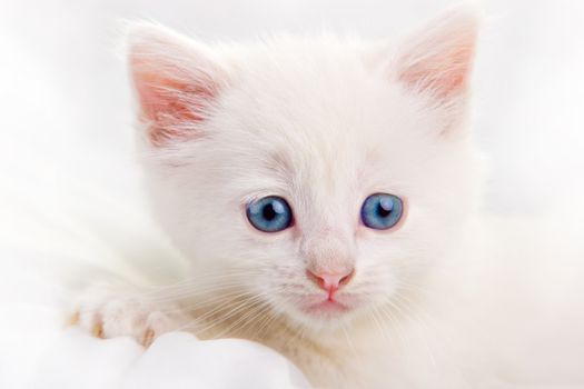 Adorable white kitten with blue eyes. High key.