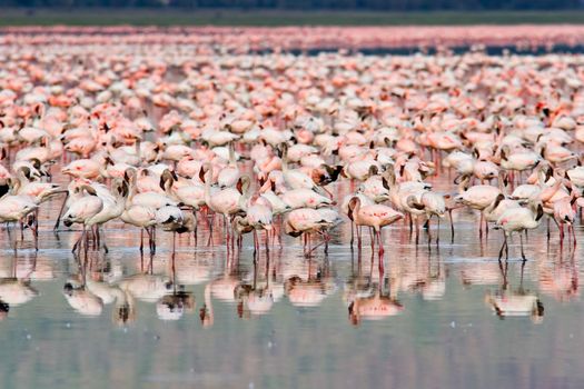 Great number of Flamingos at Nakuru Lake, Kenya.