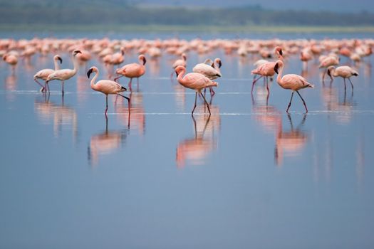 Flamingos at Nakuru Lake, Kenya.