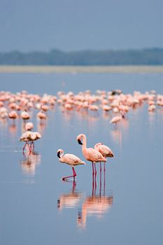 Flamingos at Nakuru Lake, Kenya.