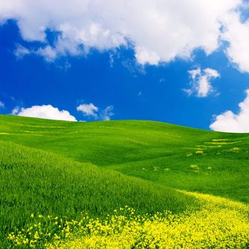 Landscape : Green field with yellow flowers, blue sky and big white fluffy clouds. Tuscany, Italy