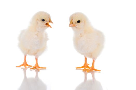 Photo of two cute baby chicks, with reflection, over white background. Studio shot.