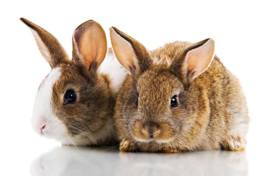 Two cute bunnies studio shot, Isolated on white.