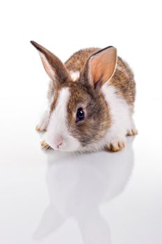 Cute bunny with curious look, looking at the camera. Isolated on white with reflection.