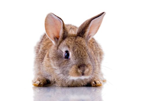 Cute bunny looking at the camera. Isolated on white with reflection.