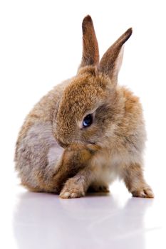 Cute bunny grooming. Isolated on white with reflection.