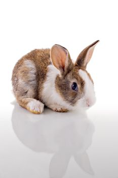 Cute bunny with curious look, looking at the camera. Isolated on white with reflection.