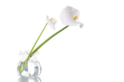 Two white callas on a glass jar with water, reflected. Isolated on white background