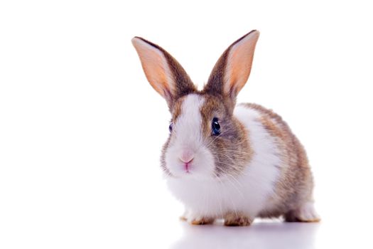 Cute bunny with curious look, looking at the camera. Isolated on white.