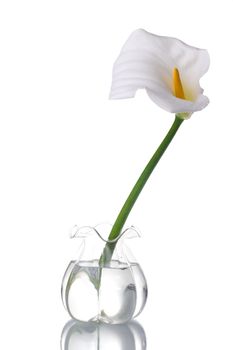 A white calla on a glass jar with water, reflected. Isolated on white background