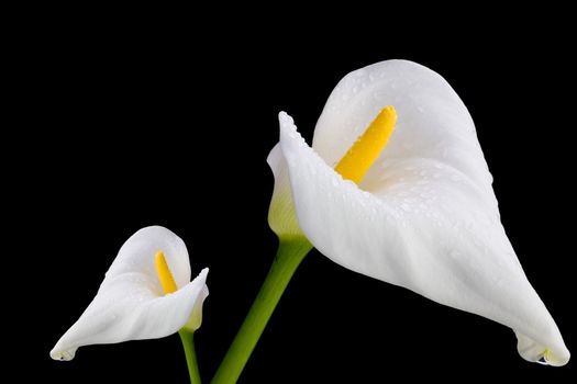 Two white callas close-up with water droplets. Isolated on black background