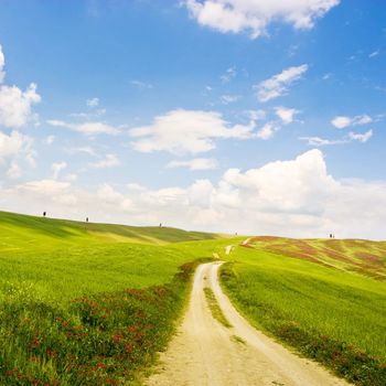 A country road on a flowered meadow in Italian Tuscany.