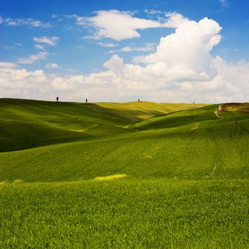 Landscape : Green field with yellow flowers, blue sky and big white fluffy clouds. Tuscany, Italy