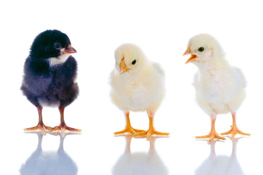 Photo of three cute baby chicks, with reflection, over white background. Studio shot.