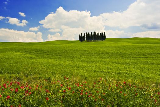 Landscape : Green field with cypress trees and red flowers, blue sky and big white fluffy clouds. Val D'Orcia,Tuscany, Italy