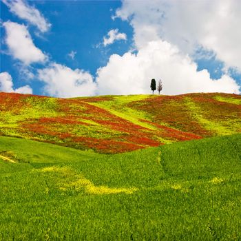 Landscape : Cypress trees on red flowered field. Val D'Orcia, Tuscany, Italy