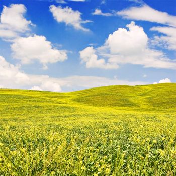 Landscape : Green field with yellow flowers, blue sky and big white fluffy clouds. Val D'Orcia - Tuscany, Italy