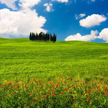 Landscape : Cypress trees on flowered field. Val D'Orcia, Tuscany, Italy