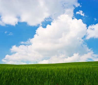 Landscape : Green field with yellow flowers, blue sky and big white fluffy clouds. Tuscany, Italy