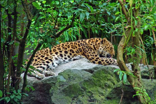 tiger in forest