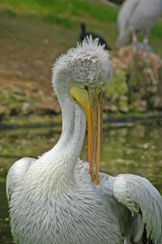 pelican in natural habitat