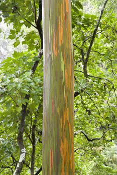 Close-up of Rainbow Eucalyptus tree, Maui, Hawaii, USA.